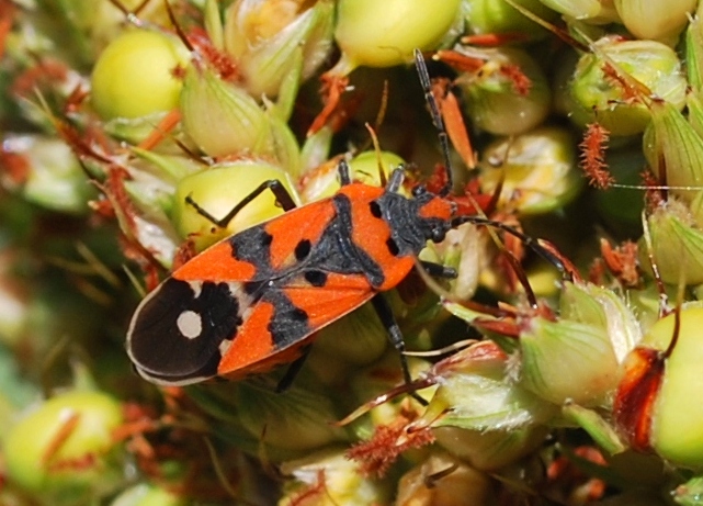 Lygaeidae: Lygaeus equestris di Bologna